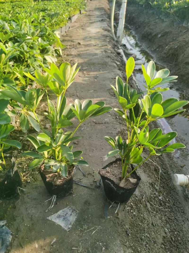 鸭脚木3斤袋，7斤袋，大量低价出售