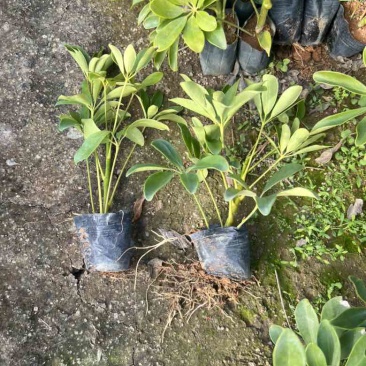 鸭脚木3斤袋，7斤袋，大量低价出售