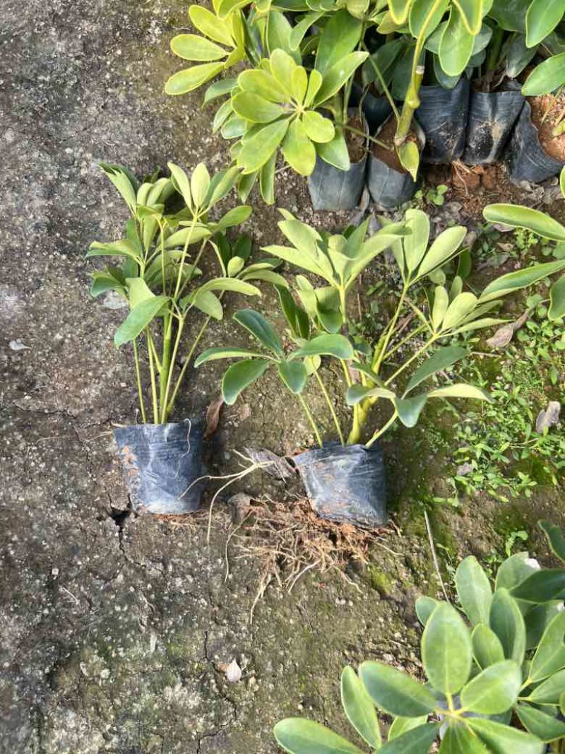 鸭脚木3斤袋，7斤袋，大量低价出售