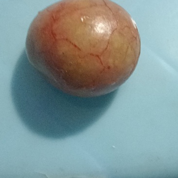 鸭宝