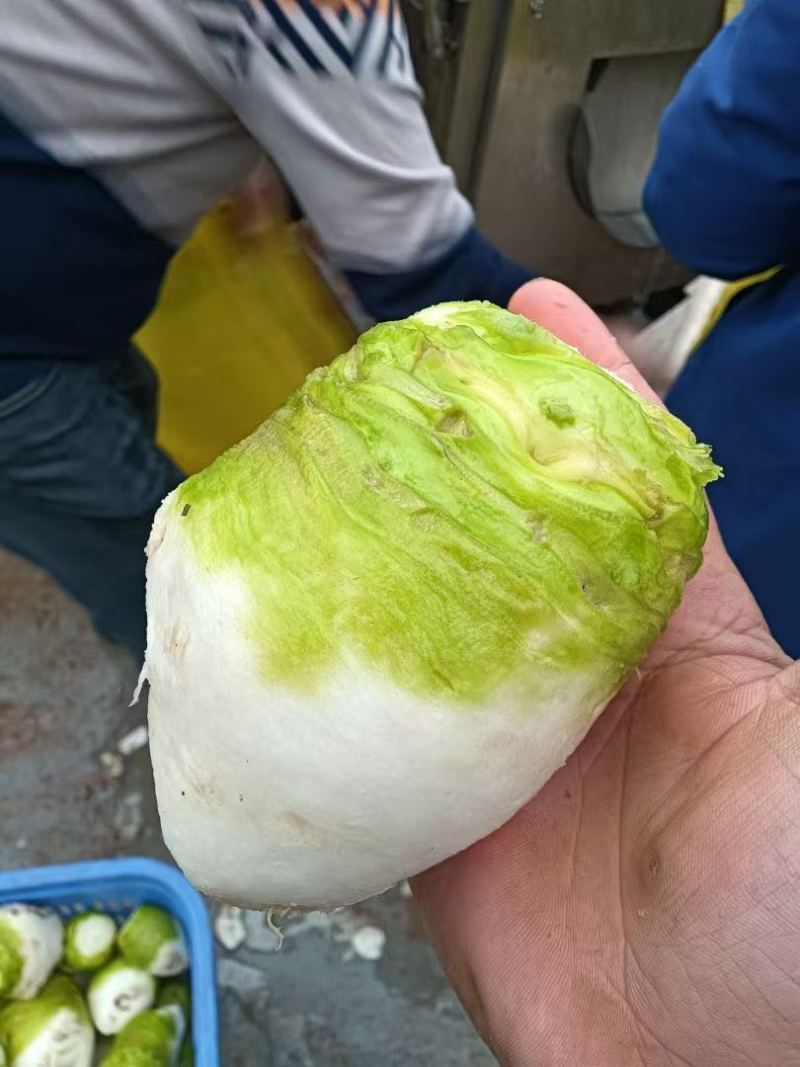 大量供应机洗大头菜泥大头菜