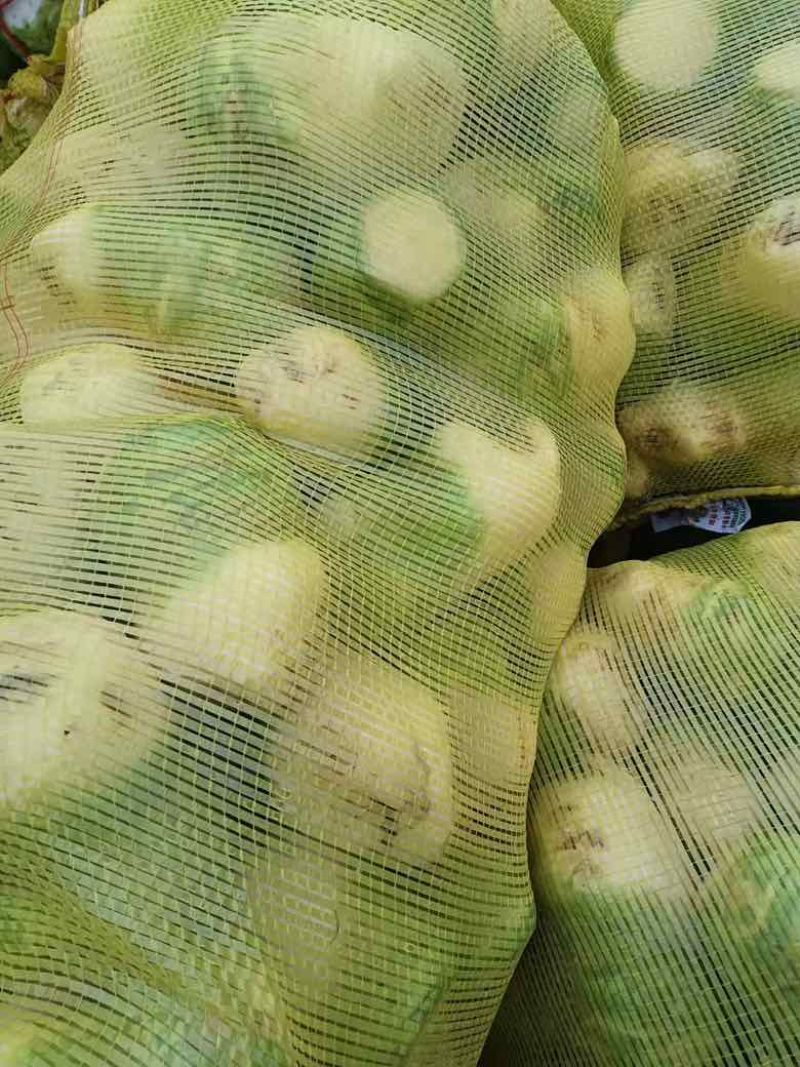 大量供应机洗大头菜泥大头菜