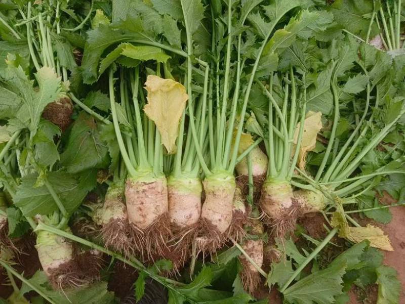 大量供应机洗大头菜泥大头菜