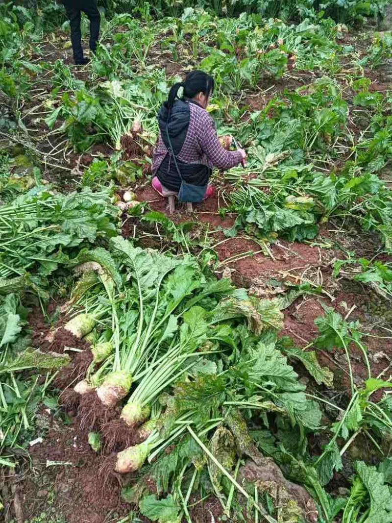 大量供应机洗大头菜泥大头菜