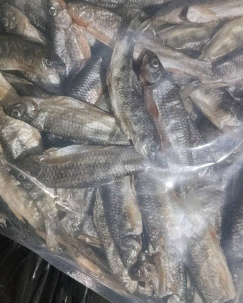 溪石斑鱼干