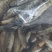 溪石斑鱼干