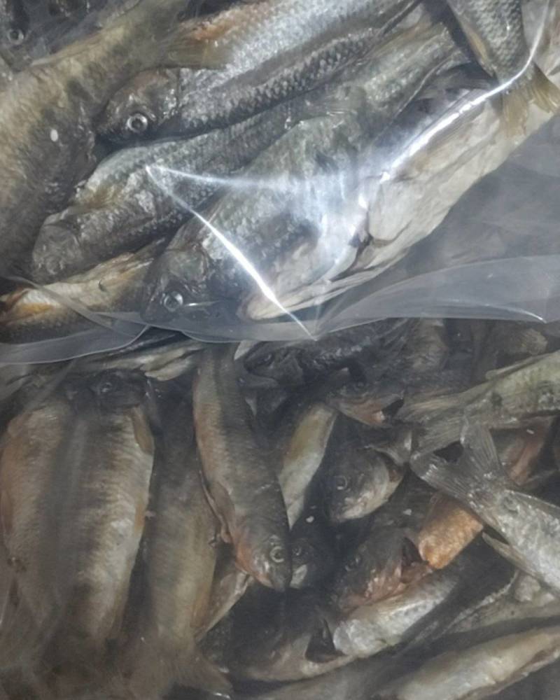 溪石斑鱼干