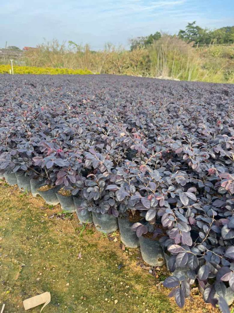红花继木3斤袋，7斤袋，大量低价出售
