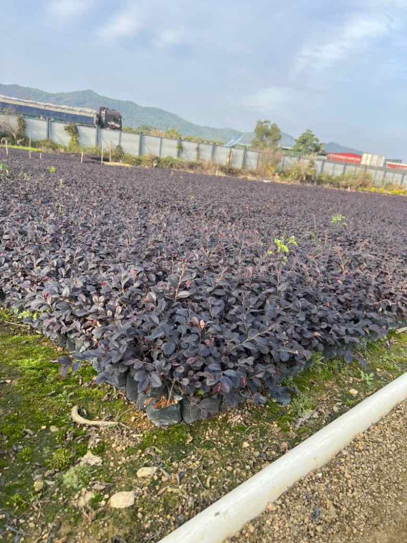 红花继木3斤袋，7斤袋，大量低价出售