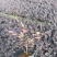 红花继木3斤袋，7斤袋，大量低价出售