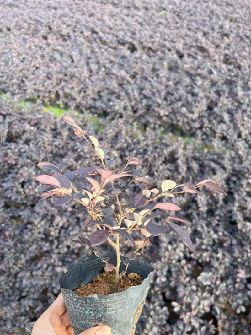 红花继木3斤袋，7斤袋，大量低价出售