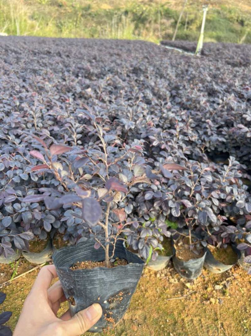红花继木3斤袋，7斤袋，大量低价出售