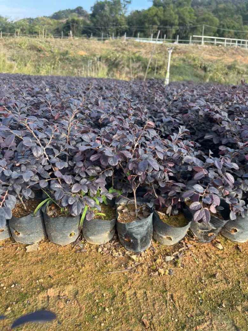 红花继木3斤袋，7斤袋，大量低价出售