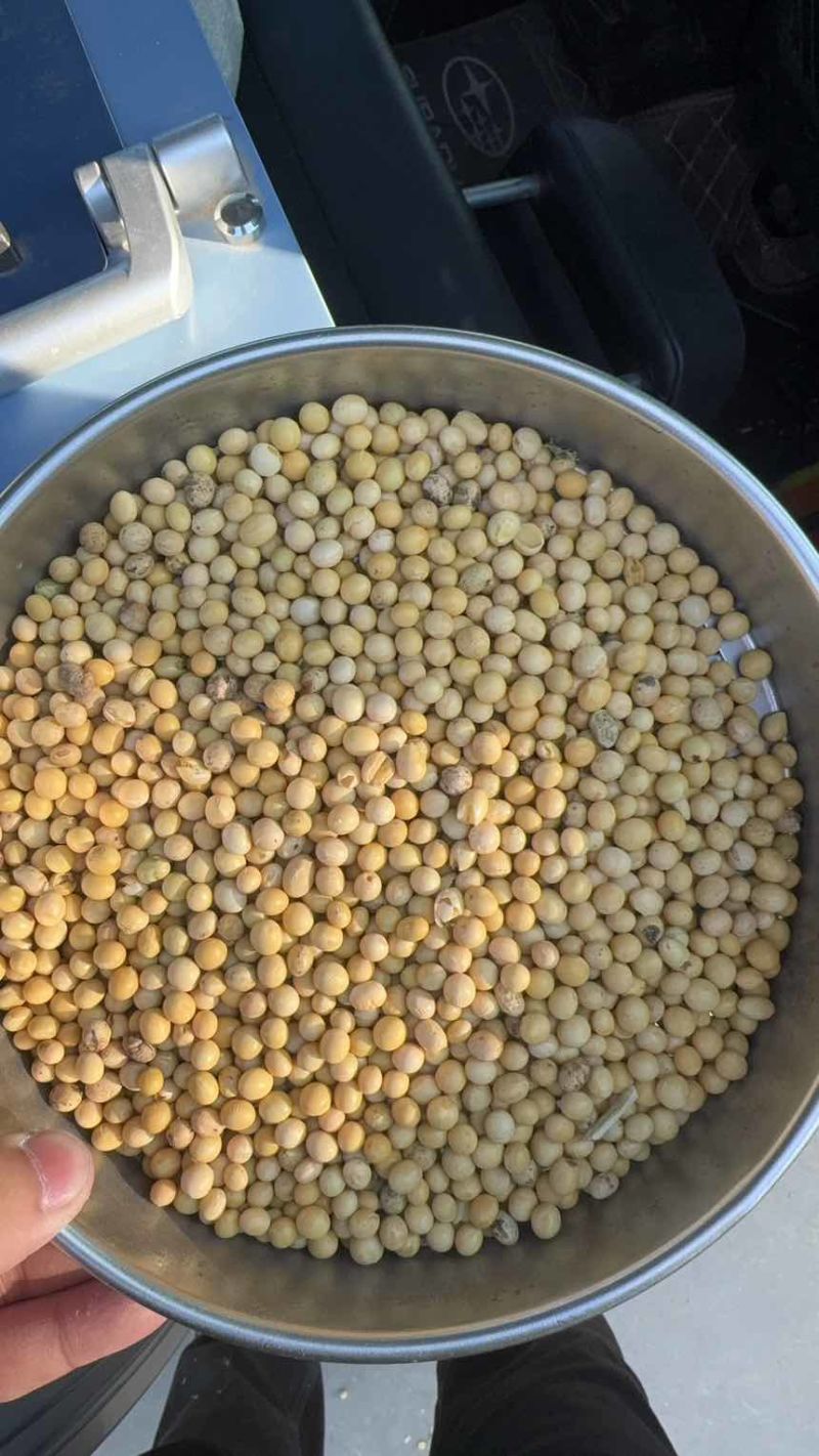 常年出售不同规格黄豆，黄豆瓣，黑豆，可满足客户要求供应