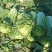 自家种植白菜，欢迎采购