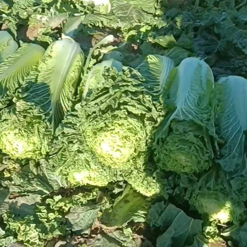 自家种植白菜，欢迎采购