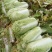 自家种植白菜，欢迎采购