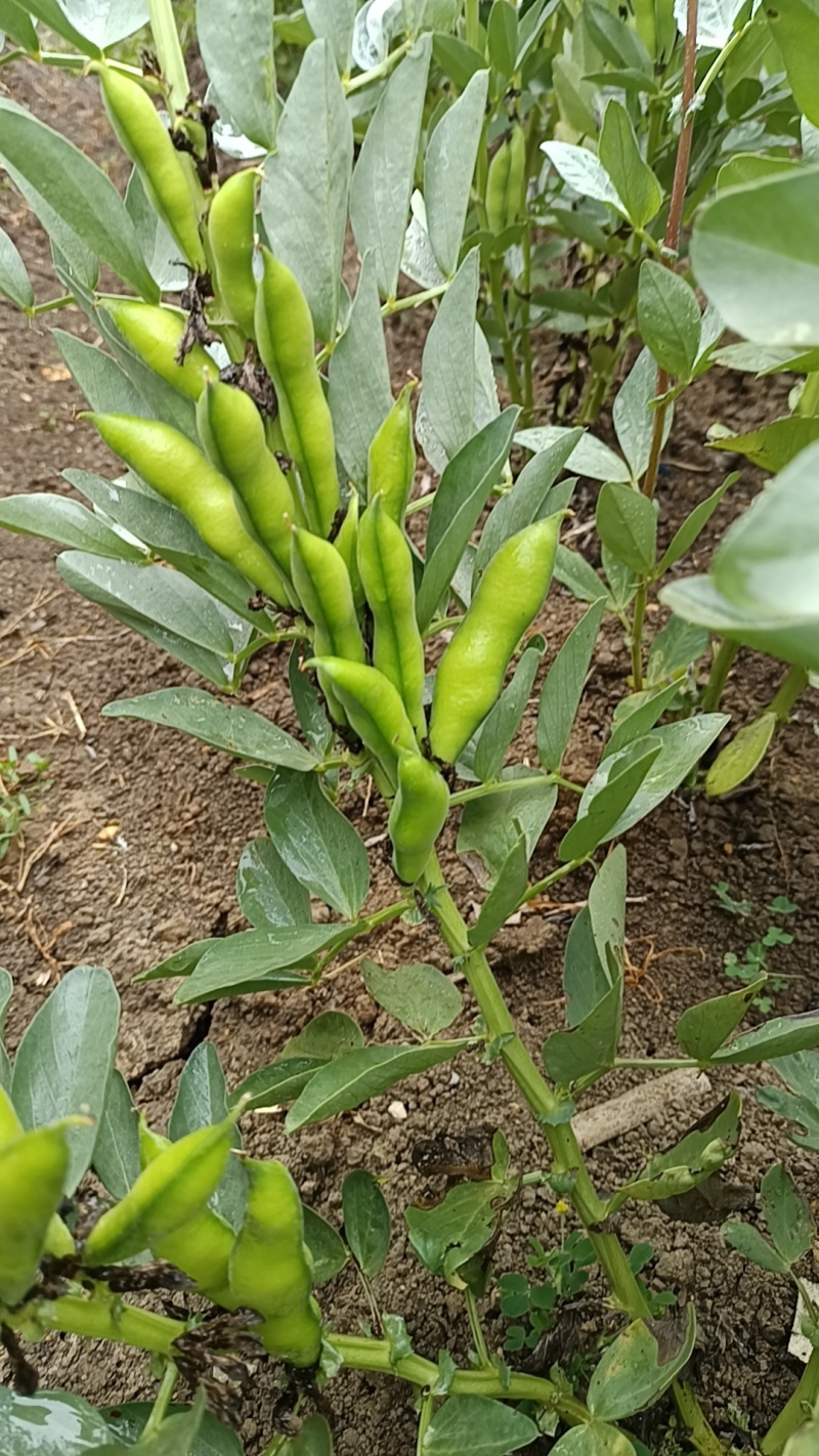 蚕豆