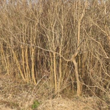 大量紫薇树5-7公分出售，价格面谈