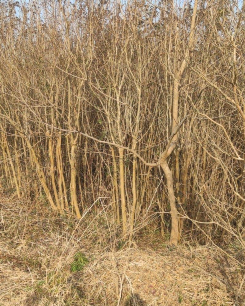 大量紫薇树5-7公分出售，价格面谈