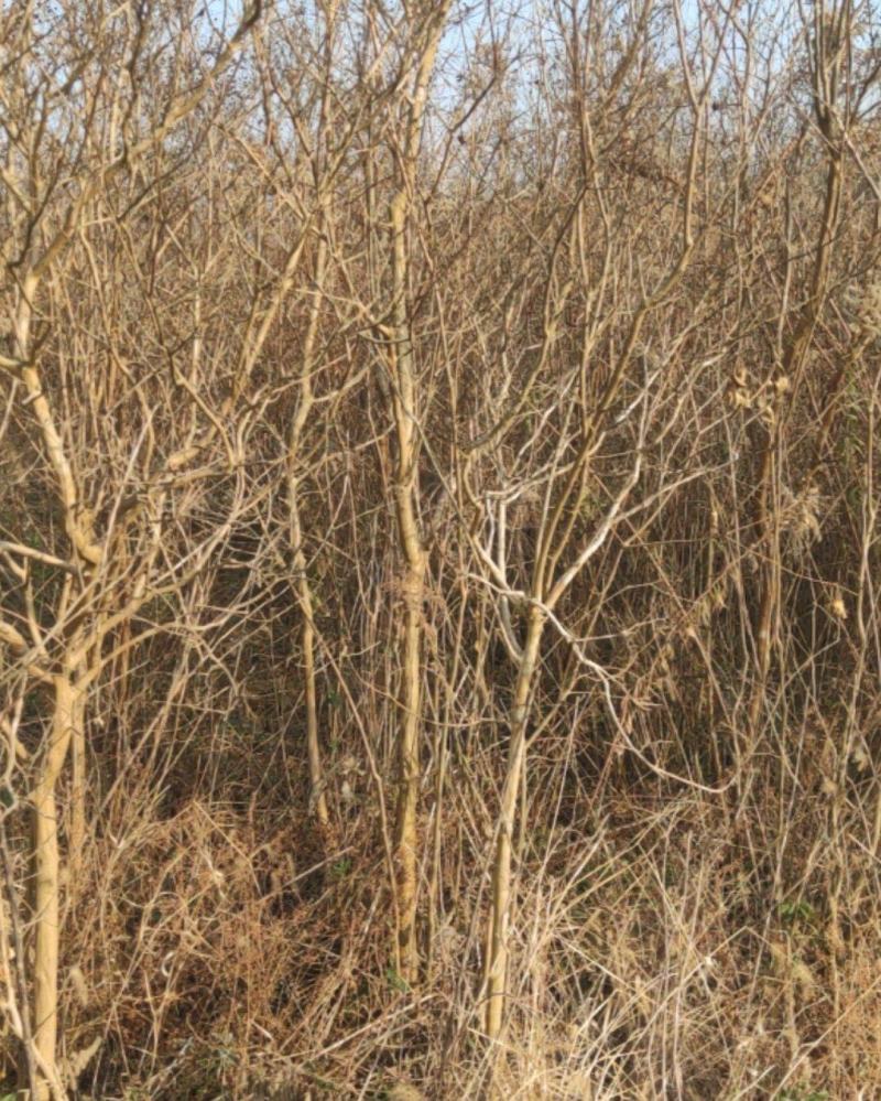 大量紫薇树5-7公分出售，价格面谈