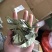 淫羊藿淫羊货叶子淫羊藿根茎大货批发一手货源欢迎选购