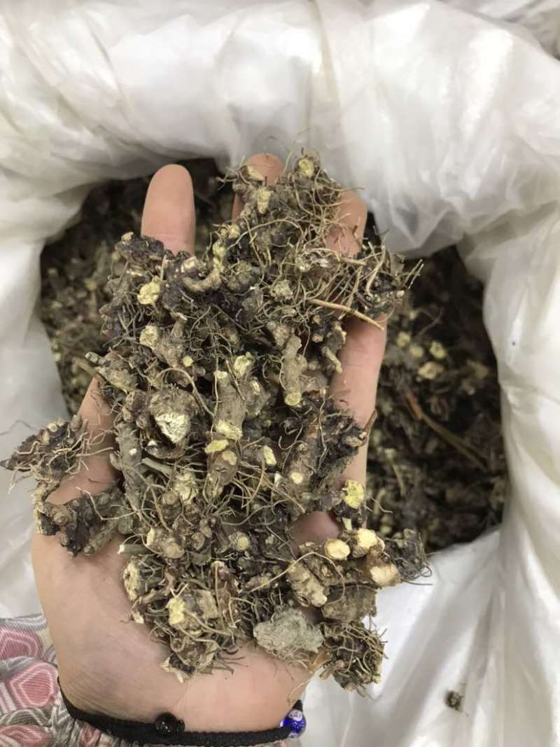 淫羊藿淫羊货叶子淫羊藿根茎大货批发一手货源欢迎选购