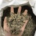 淫羊藿淫羊货叶子淫羊藿根茎大货批发一手货源欢迎选购