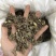 淫羊藿淫羊货叶子淫羊藿根茎大货批发一手货源欢迎选购