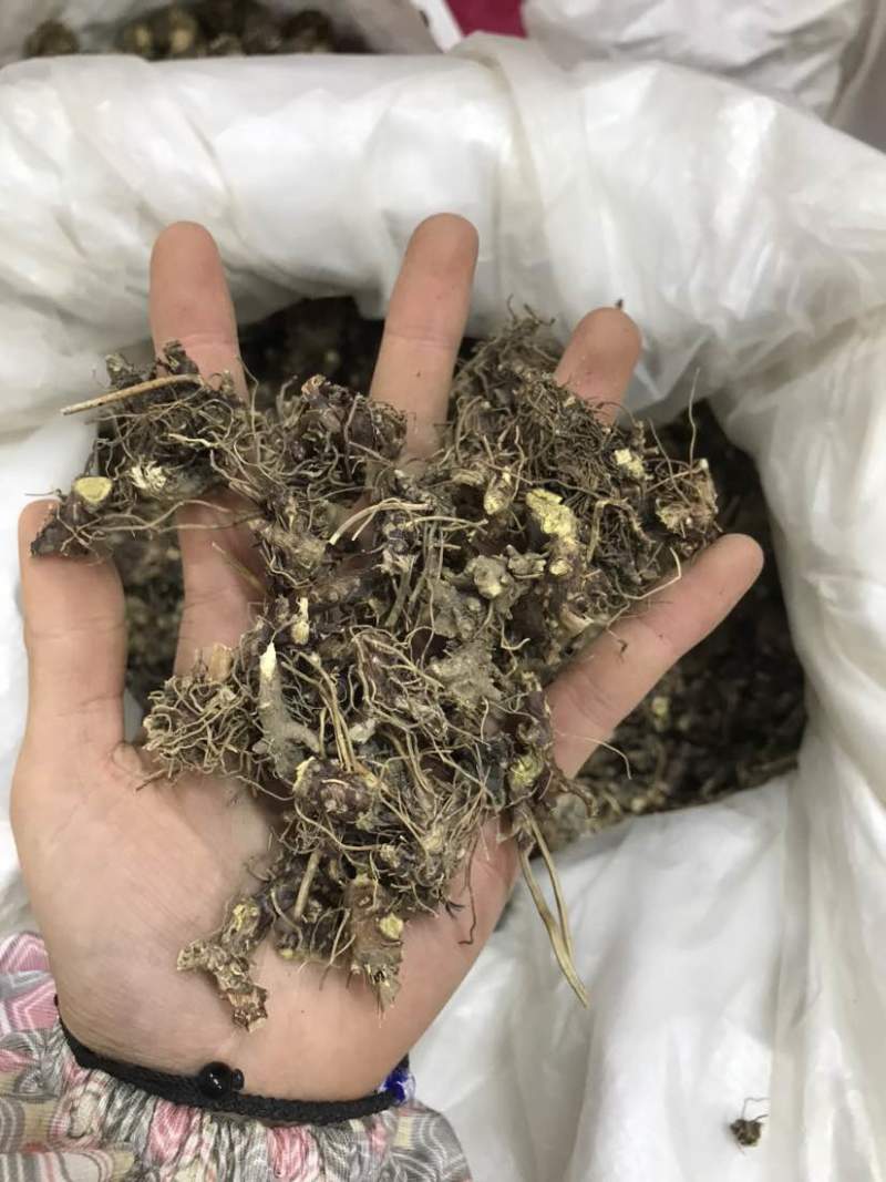 淫羊藿淫羊货叶子淫羊藿根茎大货批发一手货源欢迎选购