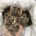 淫羊藿淫羊货叶子淫羊藿根茎大货批发一手货源欢迎选购
