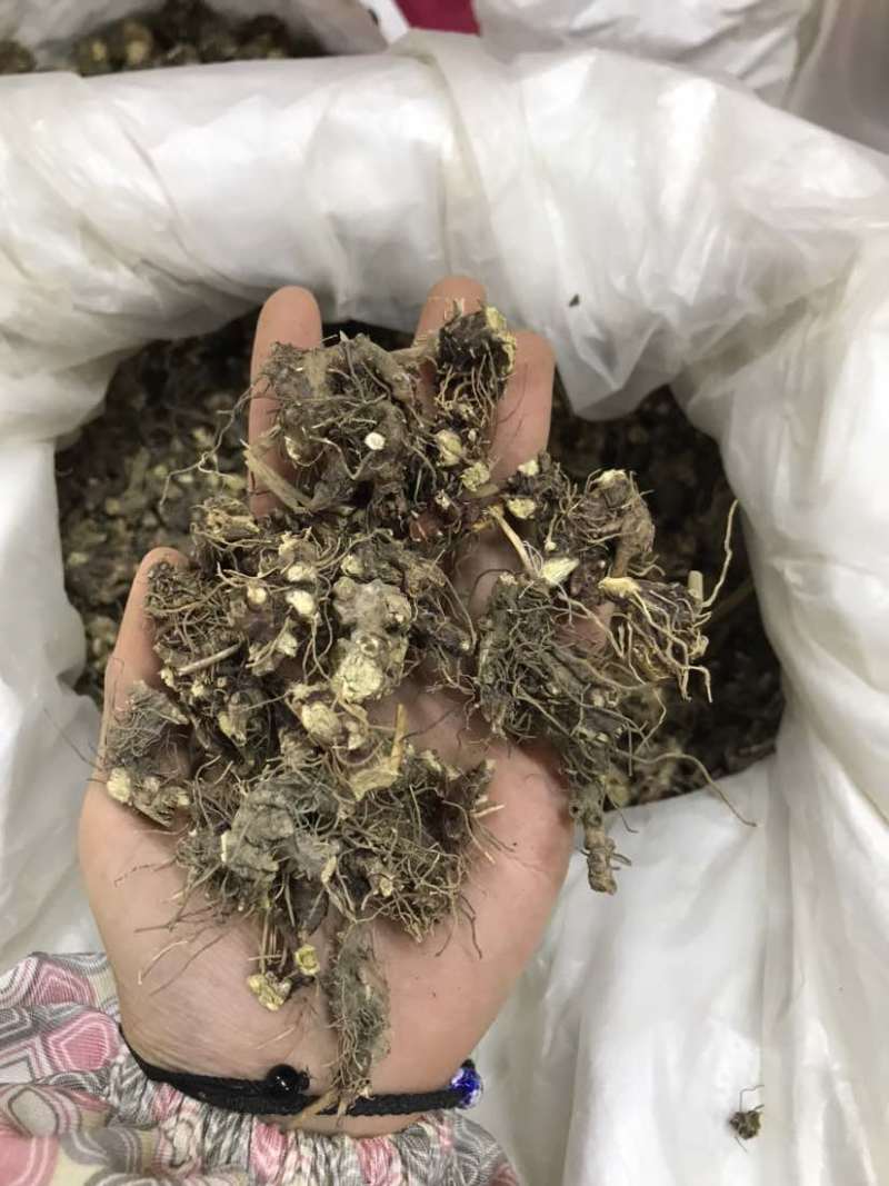 淫羊藿淫羊货叶子淫羊藿根茎大货批发一手货源欢迎选购