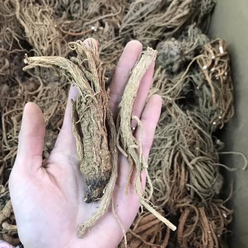 当归云南当归甜当归菜当归当归头当归头片一手货源