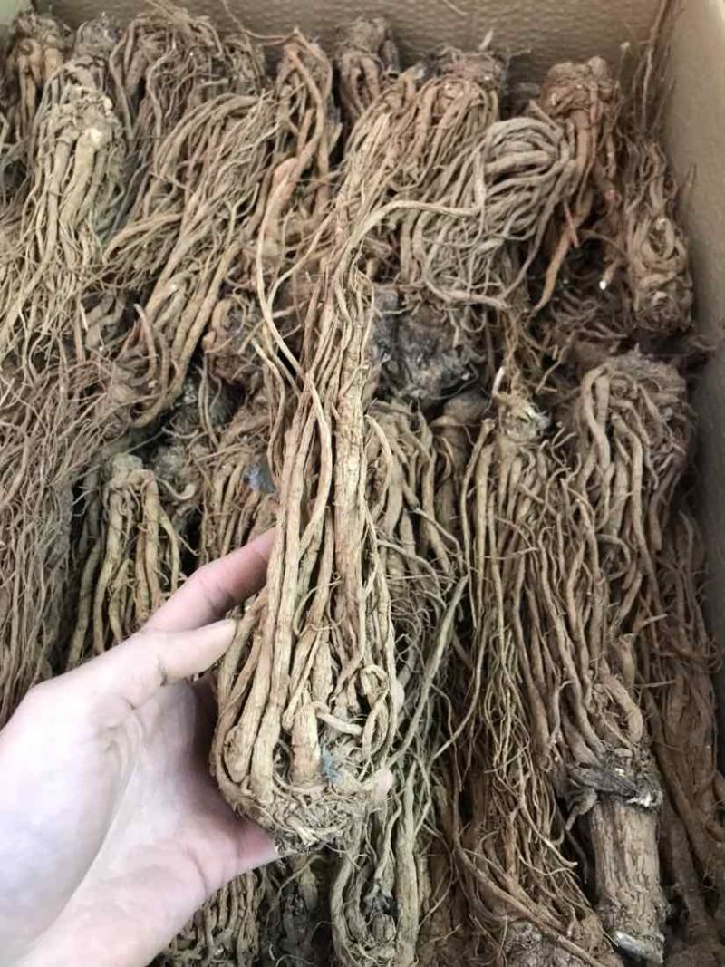 当归云南当归甜当归菜当归当归头当归头片一手货源