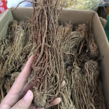 当归云南当归甜当归菜当归当归头当归头片一手货源