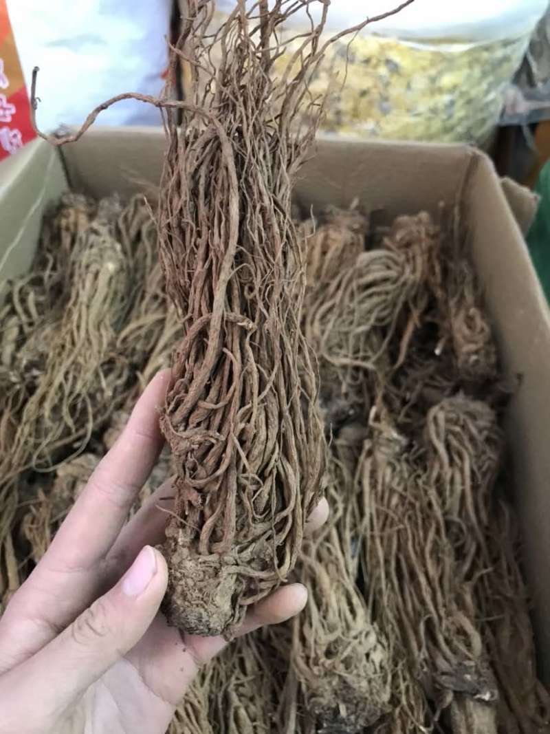 当归云南当归甜当归菜当归当归头当归头片一手货源