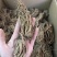 当归云南当归甜当归菜当归当归头当归头片一手货源
