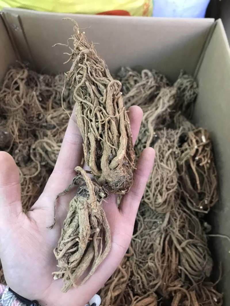 当归云南当归甜当归菜当归当归头当归头片一手货源