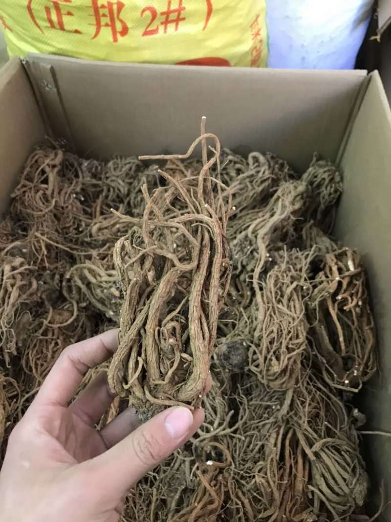 当归云南当归甜当归菜当归当归头当归头片一手货源