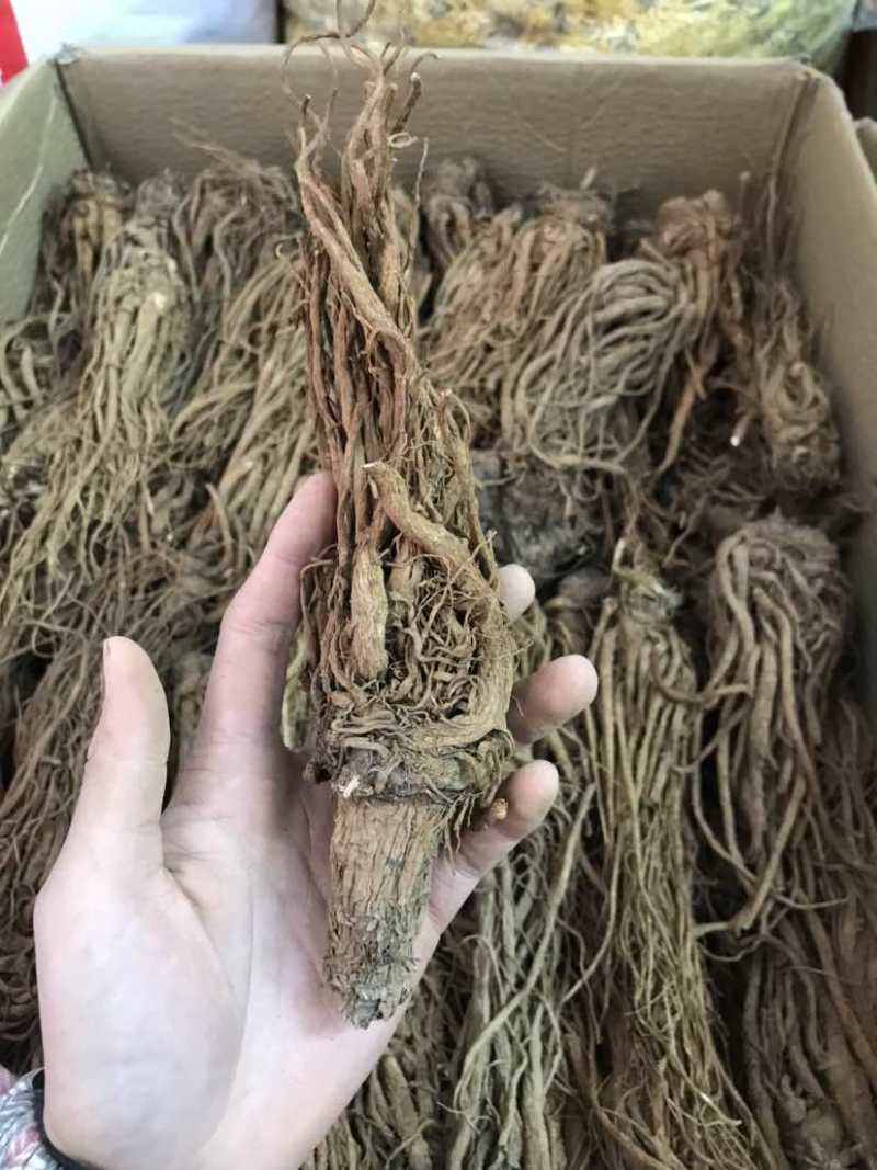 当归云南当归甜当归菜当归当归头当归头片一手货源