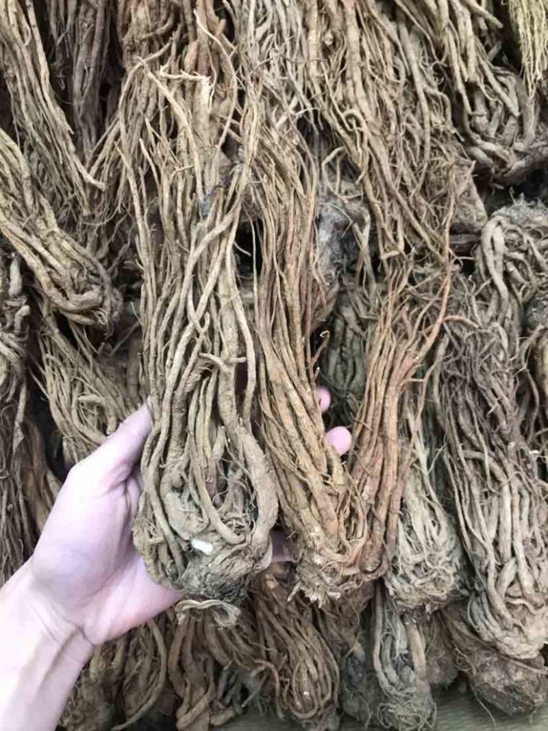 当归云南当归甜当归菜当归当归头当归头片一手货源
