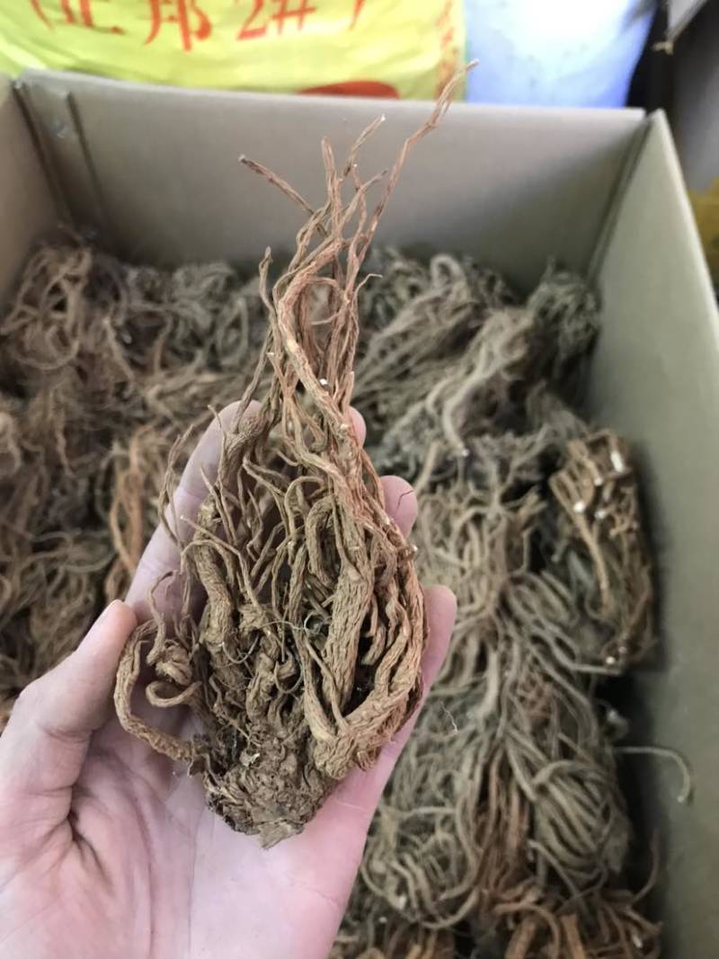 当归云南当归甜当归菜当归当归头当归头片一手货源