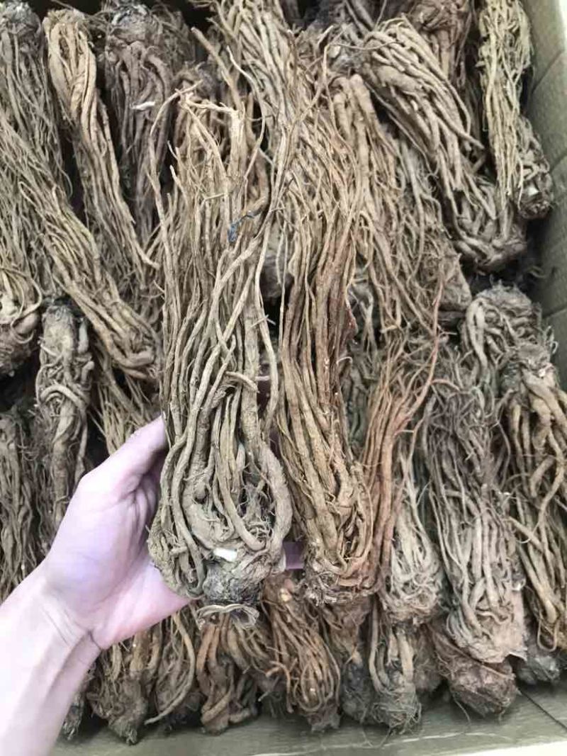 当归云南当归甜当归菜当归当归头当归头片一手货源