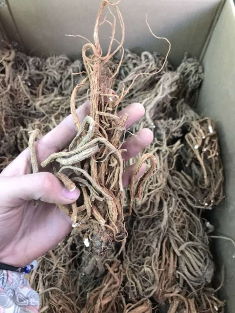 当归云南当归甜当归菜当归当归头当归头片一手货源
