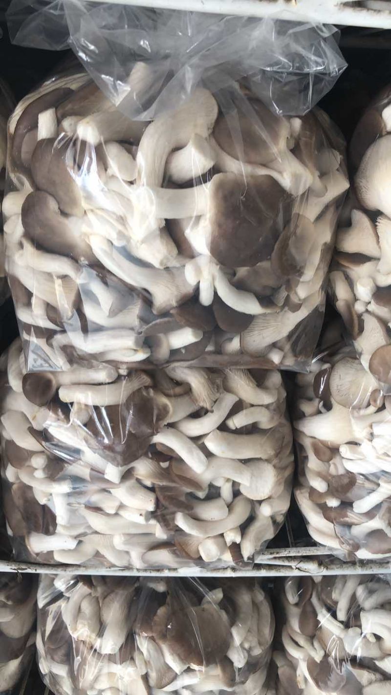 秀珍菇