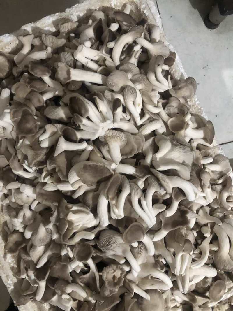 秀珍菇