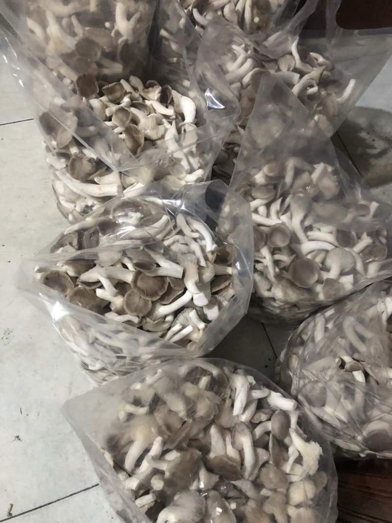 秀珍菇