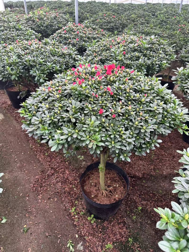 大规格。精品杜鹃花。