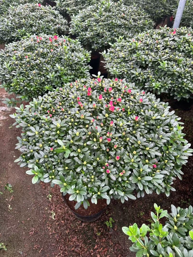 大规格。精品杜鹃花。