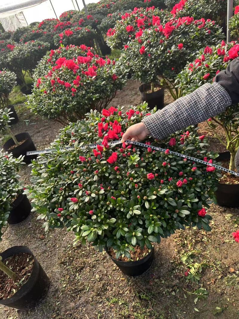 大规格。精品杜鹃花。